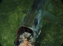 tarpon0001.jpg