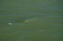glades-tarpon0001.jpg