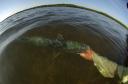 fisheye-poon0001.jpg