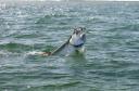 tarpon0001.jpg