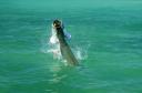 tarpon0002.jpg