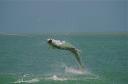tarpon0003.jpg