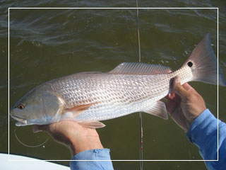 Redfish are common in the Upper Florida Keys and Everglades