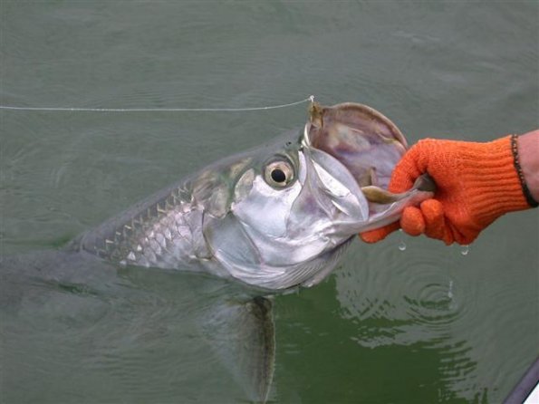 Baby Tarpon