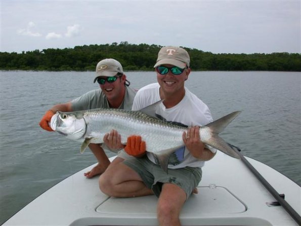 Juvenile Tarpon