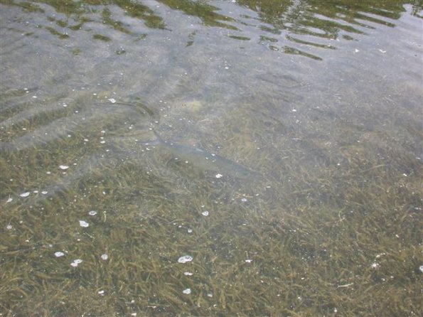 Baby Tarpon in water