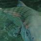 Bonefish closeup