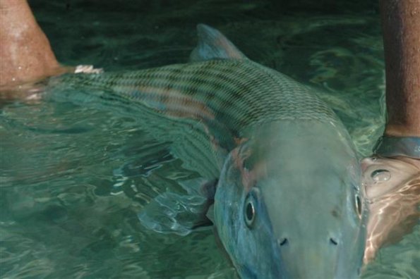 Bonefish closeup