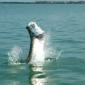 Tarpon jumping