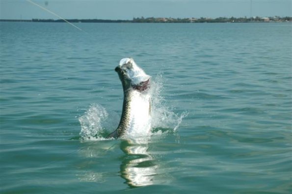 Tarpon jumping
