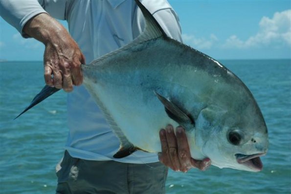Drew Permit (Small)