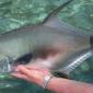 Permit Release