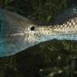 Redfish tail