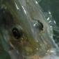 Snook Close