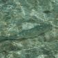 Swimming Bone