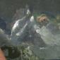 Tarpon Release