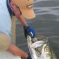 Tarpon Release