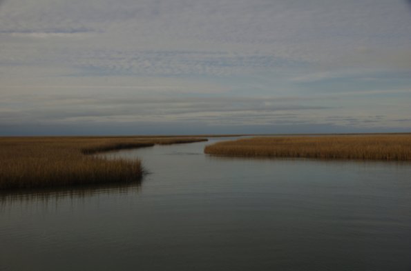 LA Marsh0001
