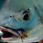 Merkin in Mouth0001