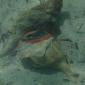 Conch0001