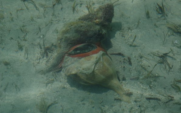 Conch0001