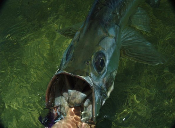 Tarpon0001