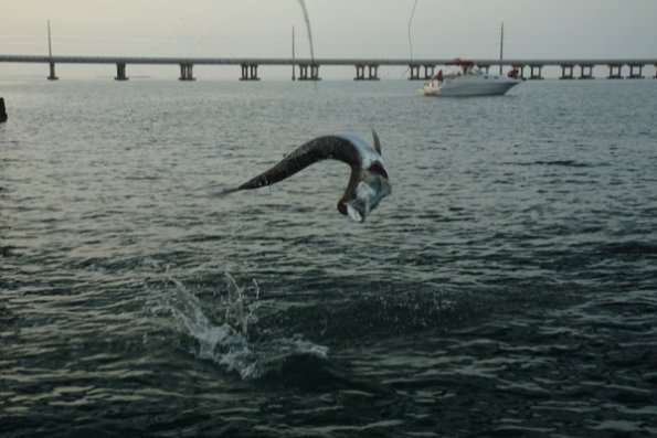 Bahia Honda Jumper0001