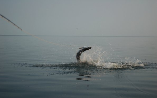 Calm Leap0001