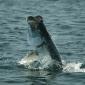 Tarpon Season '07