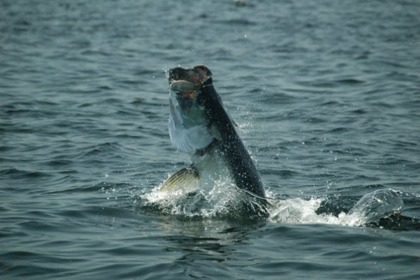 Sandys Fatty0001