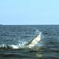 Sea Plane Jump0001