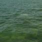 Tarpon Eat0001