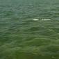 Tarpon Eat0002