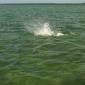 Tarpon Eat0003
