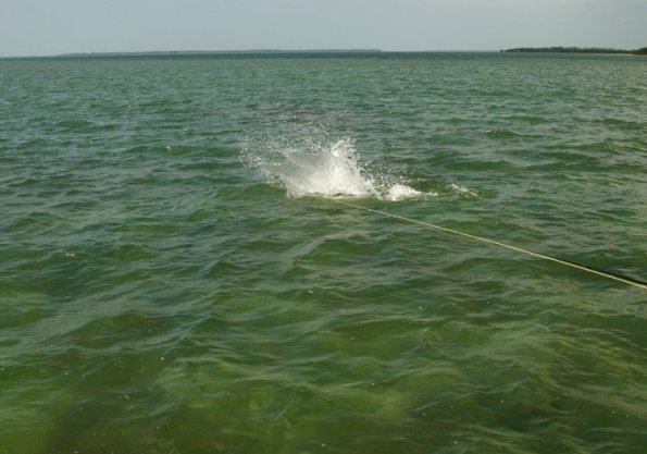 Tarpon Eat0003