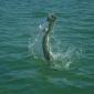 April Tarpon0001