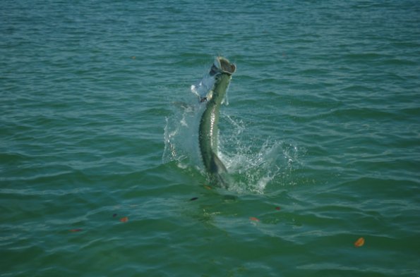 April Tarpon0001