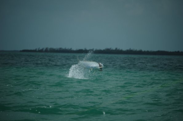 Fatty in Flight0001