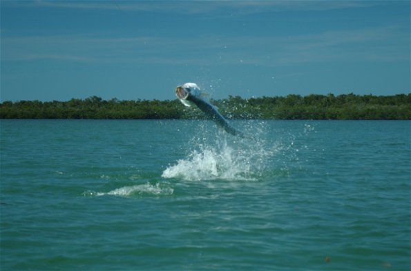 High Jump0001