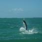 Tarpon0001
