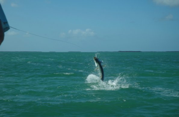 Tarpon0001