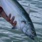 False Albacore0001