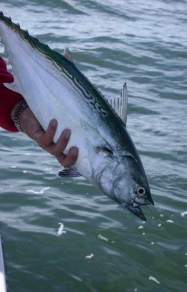 False Albacore0001